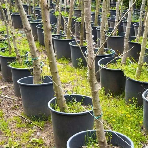 15 Fruit Trees You Can Grow In Buckets Container Gardening Vegetable