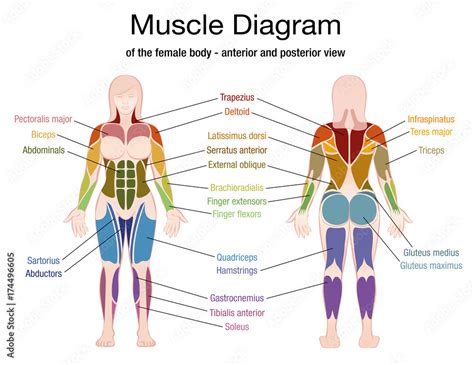 Muscle Diagram Of The Female Body With Accurate Description Of The Most
