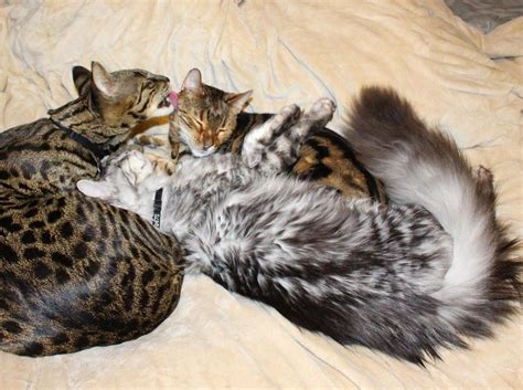 This Fluffy Cat May Have The Worlds Longest Tail