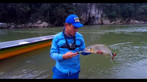 Pesca De Picudas Doradas Y Mojarras El Refugio En Nare Youtube