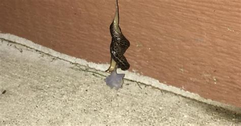 Slugs Are Having Sex From My Porch By Swirling In A Romantic Mucus