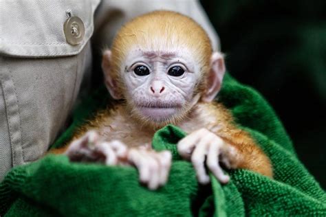Week Old Baby Langur In Bali Irish Mirror Online