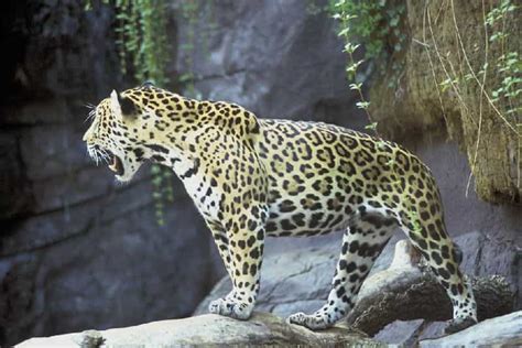 Définition Jaguar Panthera Onca