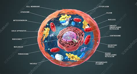 Golgi Apparatus Location In Animal Cell Golgi Body Consists Of