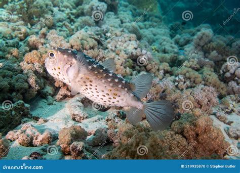 Puffer Fish Pufferfish On Coral Reef In Red Sea With Diver And Bubbles