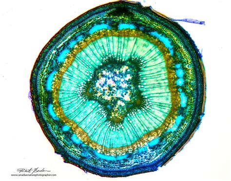 The Microscopic Beauty Of Plants And Trees By Robert Berdan The