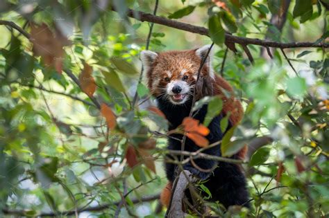 Red Panda Sitting In Tree Animal Stock Photos Creative Market
