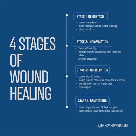 The Four Stages Of Wound Healing Dr Novikov Wellness And Skin Care