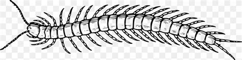 Scolopendra Gigantea Insect Centipedes Millipede Clip Art Png