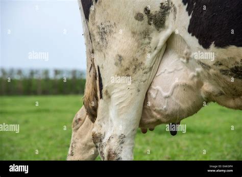 Milk Cow Black And White Hi Res Stock Photography And Images Alamy
