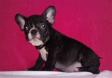 French Bulldog Puppy For Sale In Charleston Sc Adn 49431 On