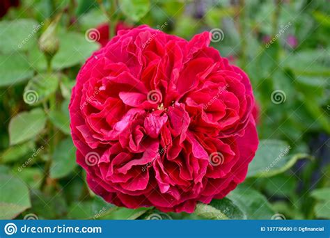 A Deep Pink Garden Rose Stock Photo Image Of Shrub 137730600