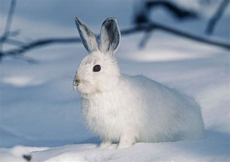 Hd Wallpaper Photo Of White And Gray Rabbit Bunny Snow Animal