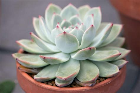 How To Grow Echeveria Low Light Succulents Growing Succulents Growing