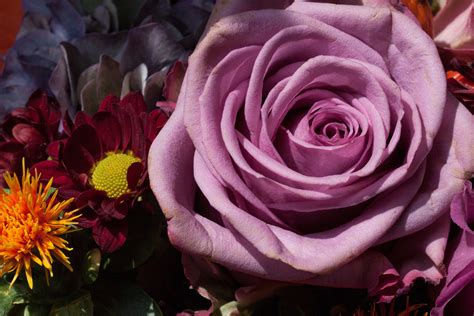 Fotos Gratis Naturaleza Flor Púrpura Pétalo Florecer Rosa