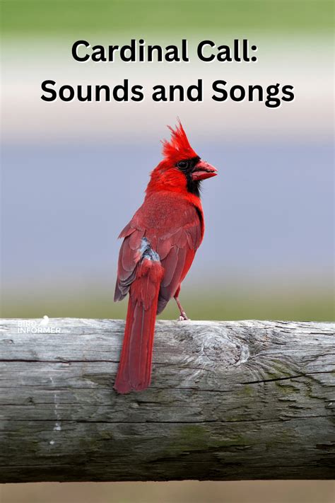 Cardinal Call Bird Informer