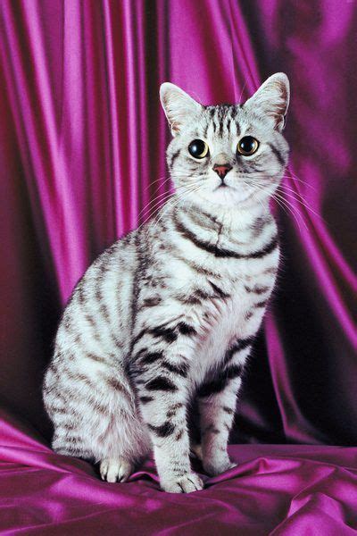 Information On Silver Tabby American Shorthair Cats American Shorthair Cat British Shorthair