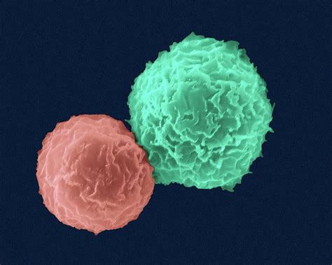 Helper T Cell And B Cell Photograph By Dennis Kunkel Microscopyscience