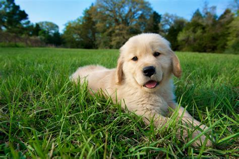 15 Of The Cutest Dog Breeds