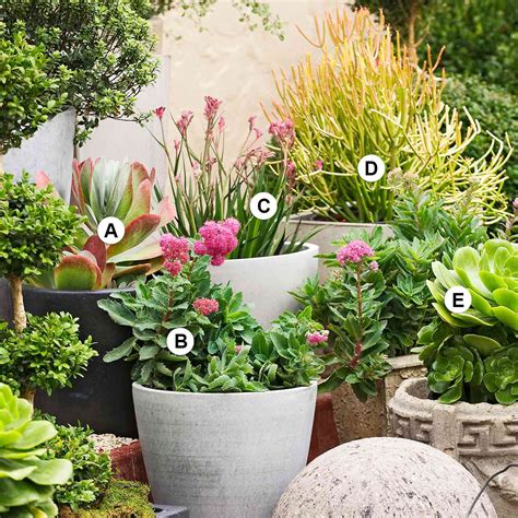 Colorful Succulent Container Garden Plans Better Homes And Gardens