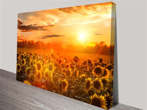 Buy A Framed Sunflower Field Canvas Art Print Blue Horizon Prints Au