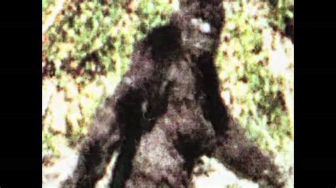 The Face Of Bigfoot