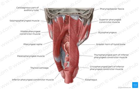 Muscles Of The Pharynx And Their Functions Kenhub My Xxx Hot Girl