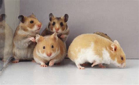 How To Choose A Hamster ~ Hamster Care And Advice