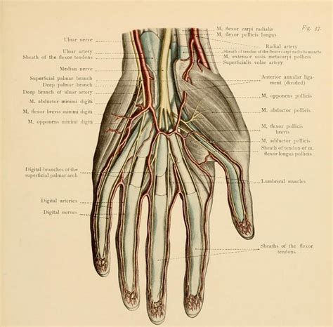 Anatomia De Las Manos