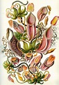 Ernst Haeckel - The beautiful weirdness of nature