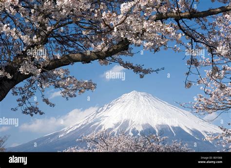 Snow Capped Mount Fuji With Pink Cherry Blossoms On A Bright Sunny Day