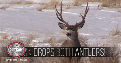 Shed Hunters Record A Buck Dropping Both Antlers At The Same Time Getzone