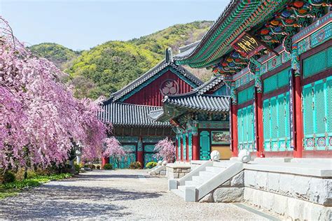 Cherry Blossom Viewing In Korea 2019 Heres Everything You Need To