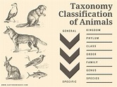 Taxonomic Classification of Animals with Examples | Earth Reminder
