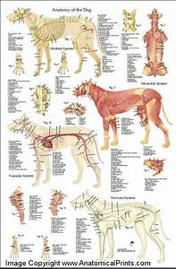 Dog Anatomy Poster 24 X 36 Clinical Charts And Supplies