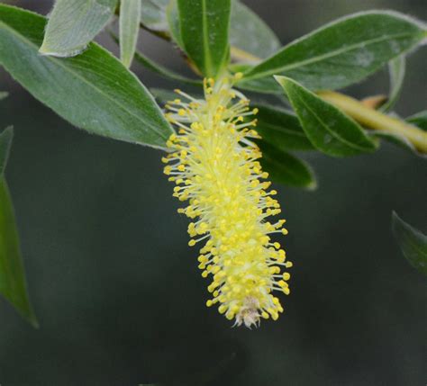 Vitellina , auch bunte weide, gelbe salix alba var. File:Salix alba-vitellina-jd plt.jpg - Wikimedia Commons