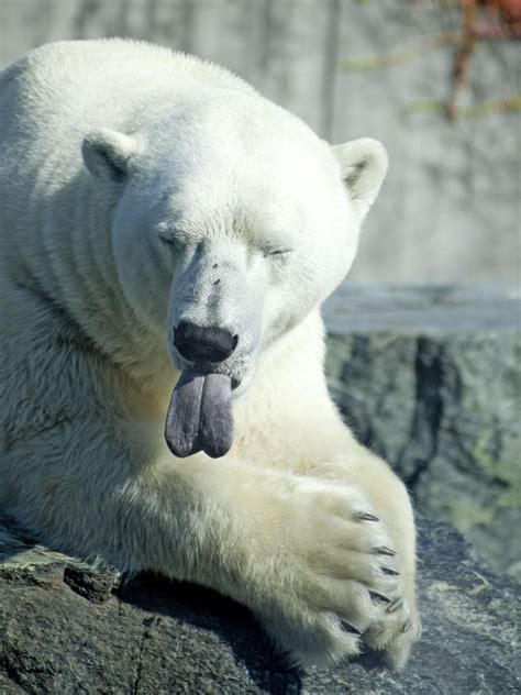 Funny Polar Bear Ijsbeer Polar Bear Bear Animals