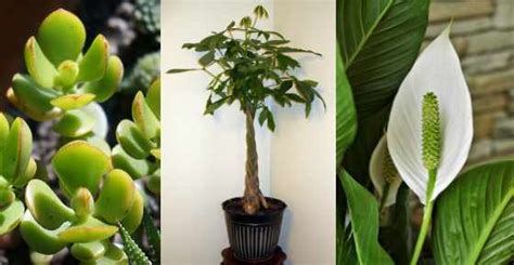 These lucky plants also make great gifts for your loved ones. Plants that Bring Good Luck, Prosperity and Fortune (Lucky ...