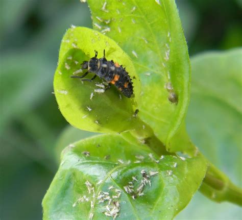 Ladybug Larvae Feeding On Apids On This Vinca Major Perrywinkle You