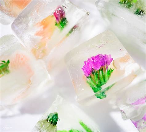Edible Flower Ice Cubes How To Make Floral Ice Cubes