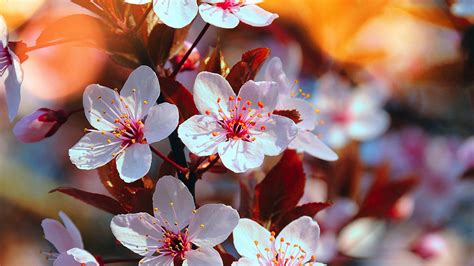 Download Wallpaper 2048x1152 Cherry Blossom Pink Flowers Close Up