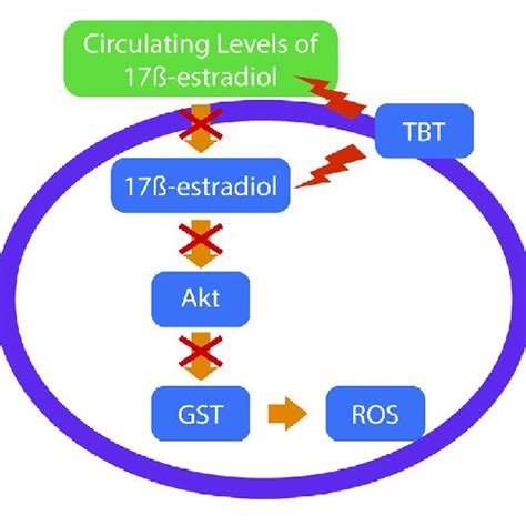 A Possible Pathway For Tributyltin Tbt Generated Oxidative Stress