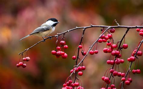 Bird Chickadee Titmouse Twig And Berries Autumn Wallpapers Hd
