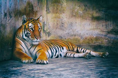 Es un animal en peligro de extinción. Une lueur d'espoir pour les tigres ! - Code animal