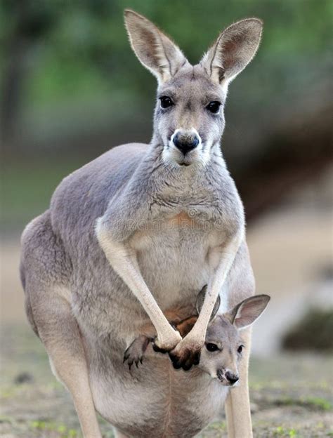 Australian Grey Kangaroo With Babyjoey In Pouch Stock Image Image Of