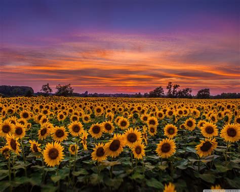Field Of Sunflowers Vintage