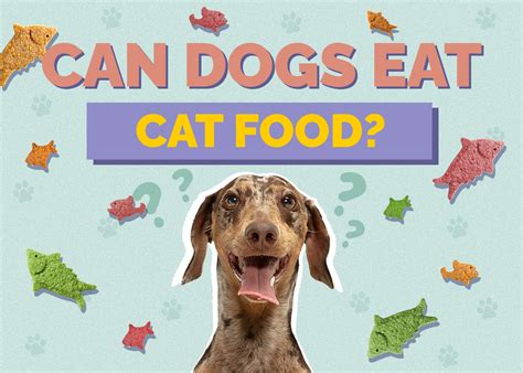 Can Dogs Eat Cat Food What You Need To Know Hepper