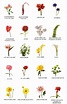 Pin de Graciela Arellano en arreglos florales | Nombres de flores ...