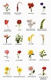 Pin de Botanic en arreglos florales | Nombres de flores, Nombre de las ...