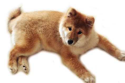 Cute Dog Png Transparent Background Free Download 22643 Freeiconspng